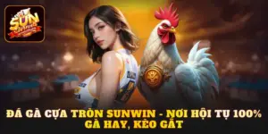 đá gà cựa tròn