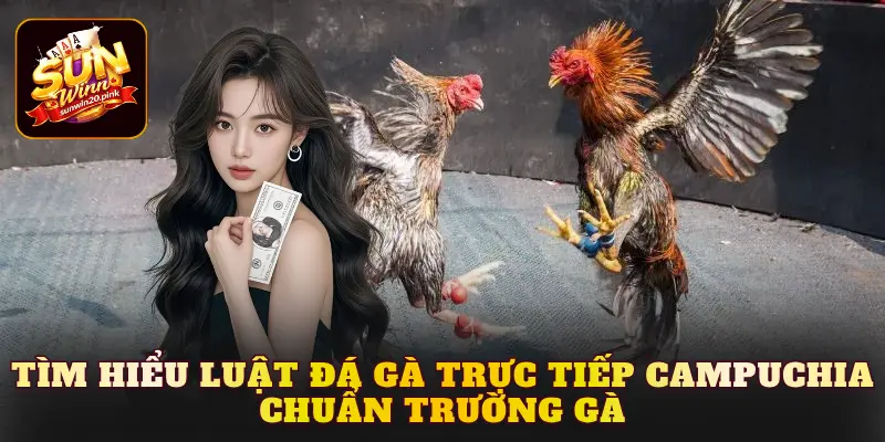 Tìm hiểu luật đá gà trực tiếp Campuchia chuẩn trường gà