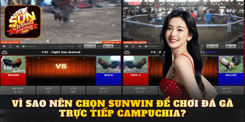 Vì sao nên chọn Sunwin để chơi đá gà trực tiếp Campuchia?